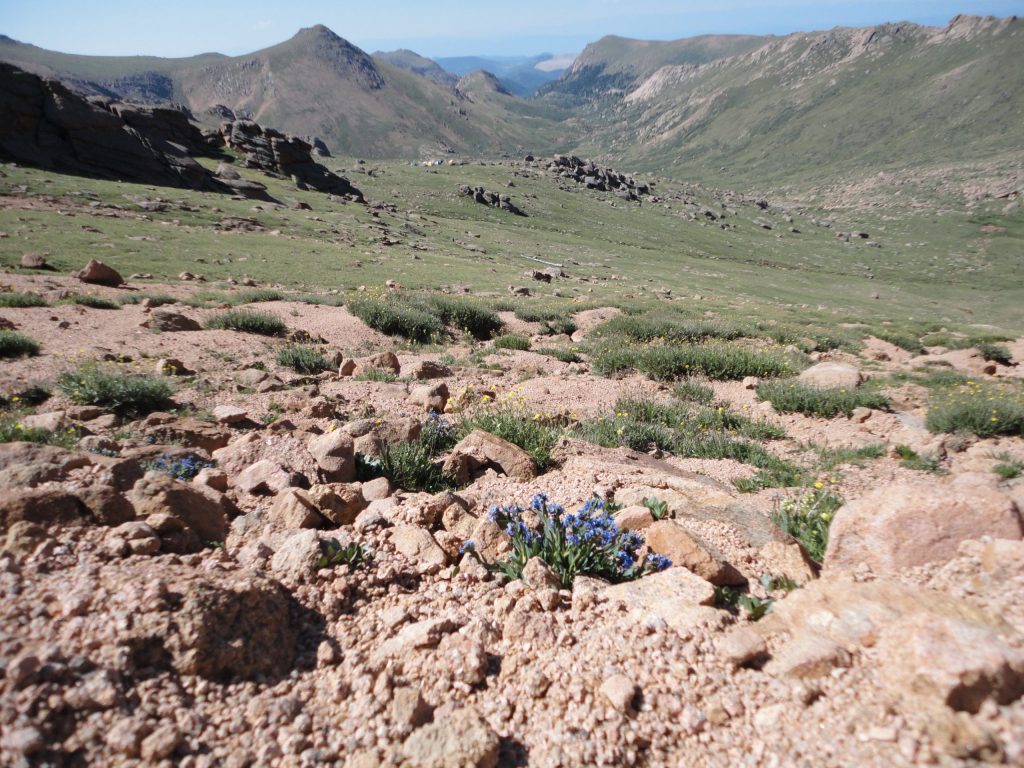 The tundra along the trail to Pikes Peak