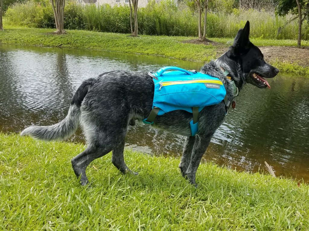 Radar sporting his Ruffwear day pack
