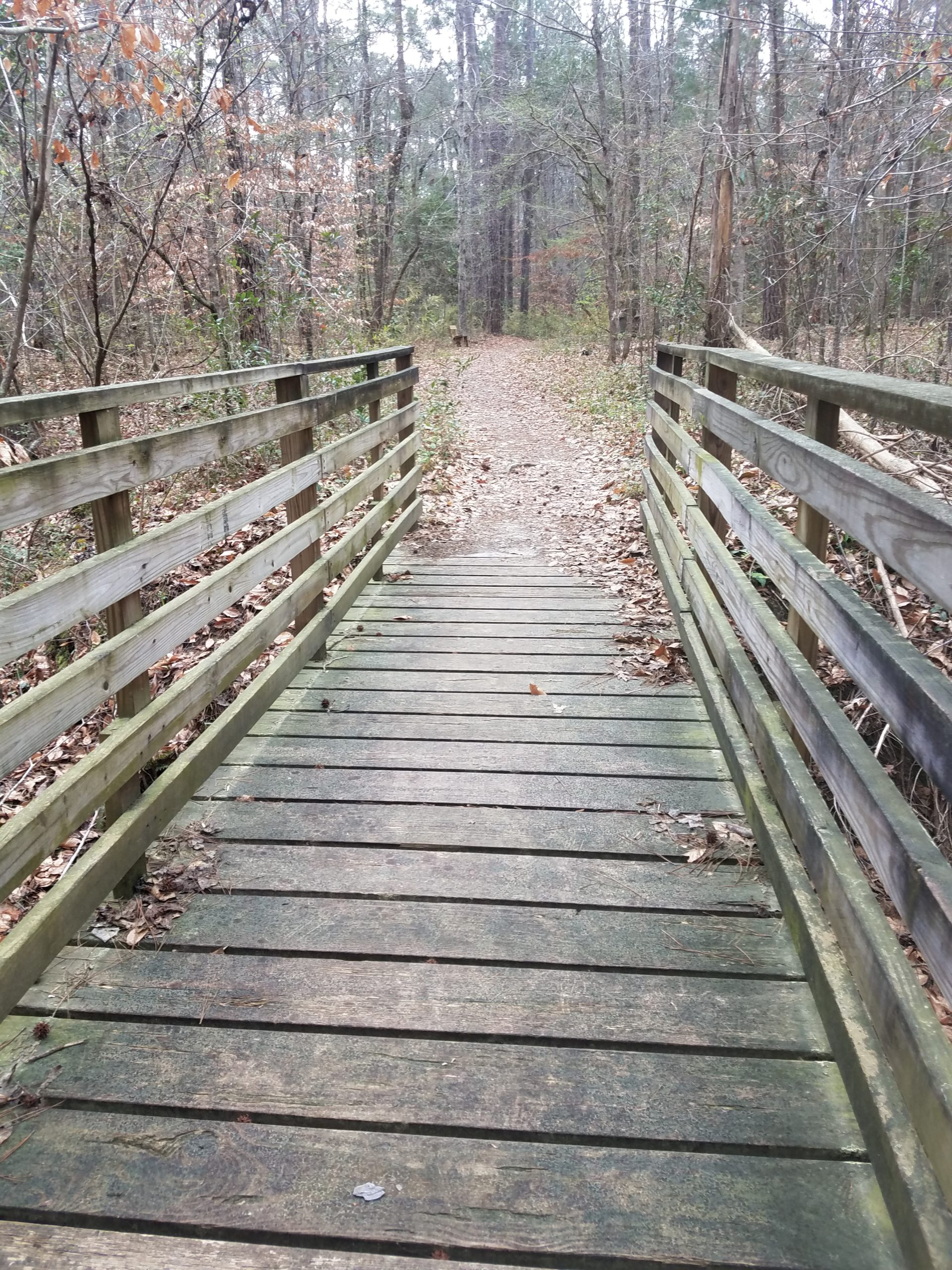 The bridge in Givhans Ferry State Park on the River Bluff Trail