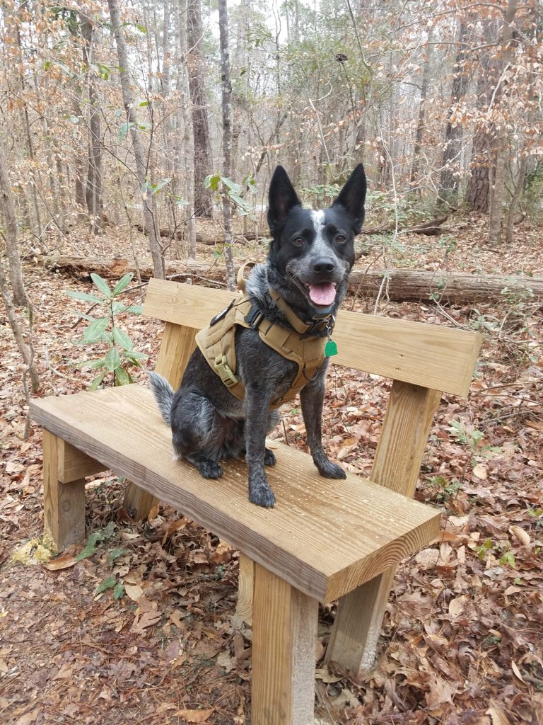 Radar taking a short break hiking the Givhans Ferry State Park trails