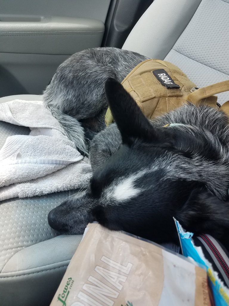 Radar after hiking up Waterrock Knob