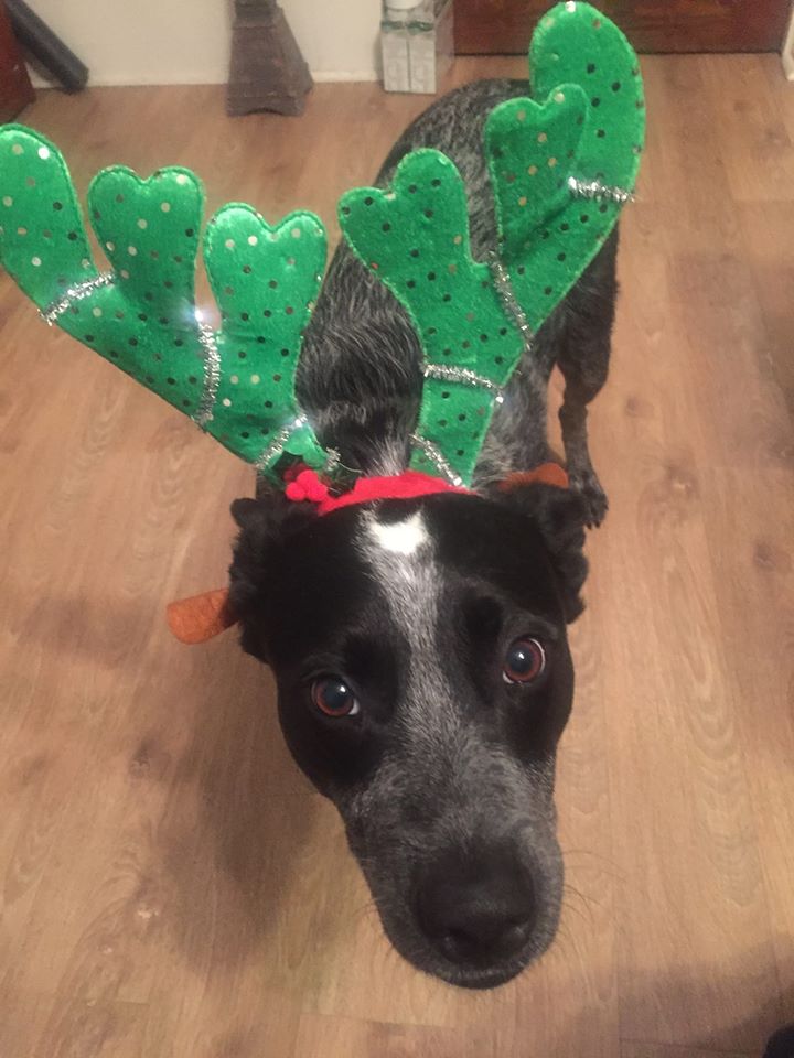 Radar says "Happy Holidays, Merry Christmas & Happy New Year"