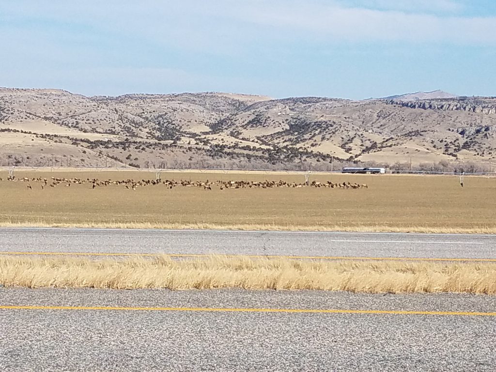 All the Elk in one place, in the open