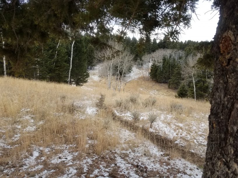 The woods in Montana