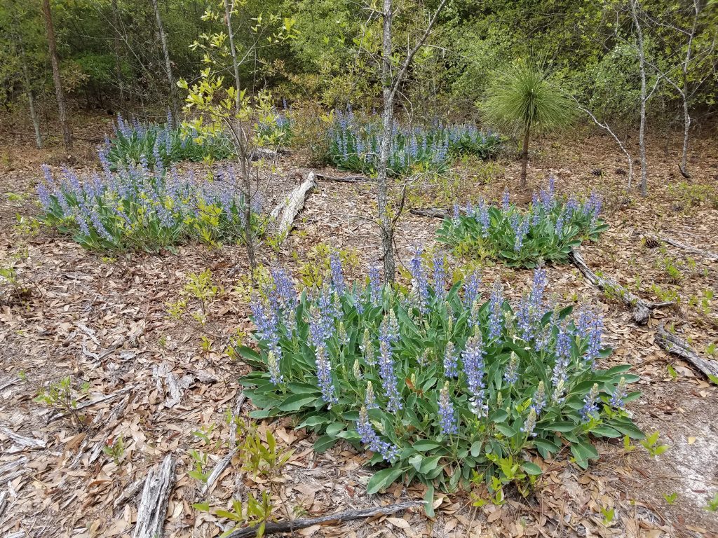 Lake Marion Passage Wild Flowers