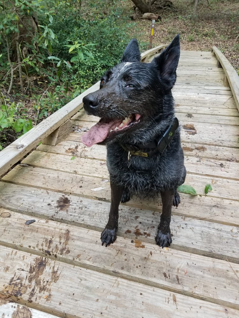 Lake Marion Passage - Swamp puppy