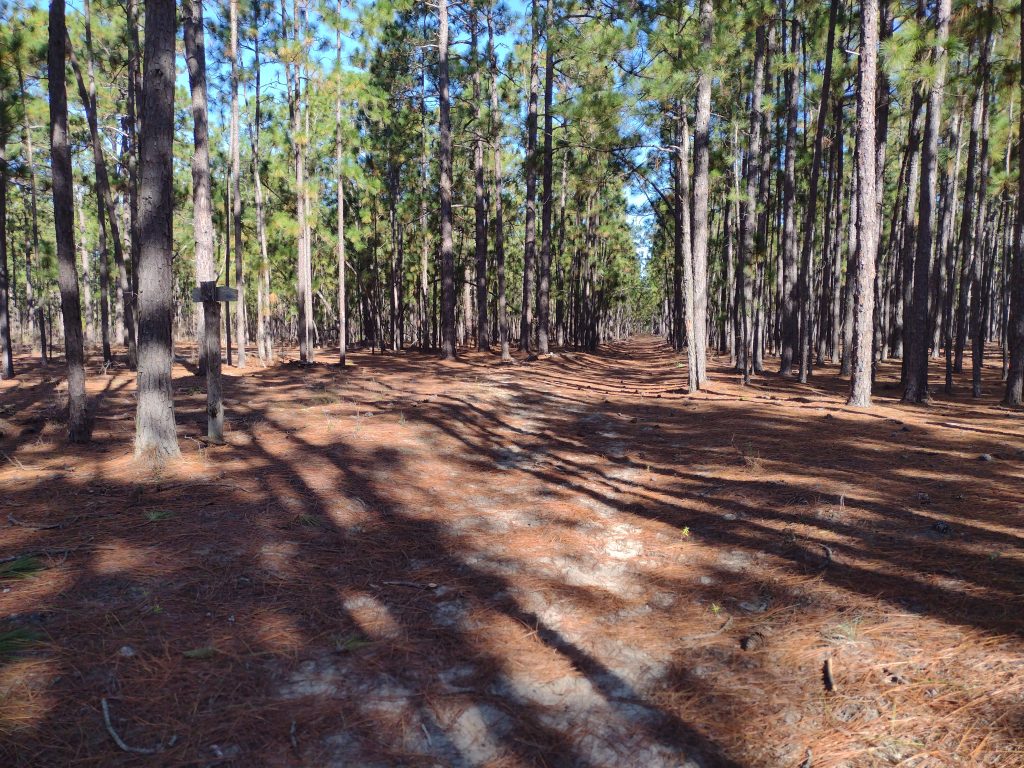 High Hills of Santee Passage pine forest