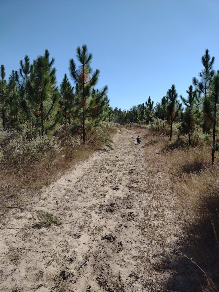 High Hills of Santee Passage young pine forest