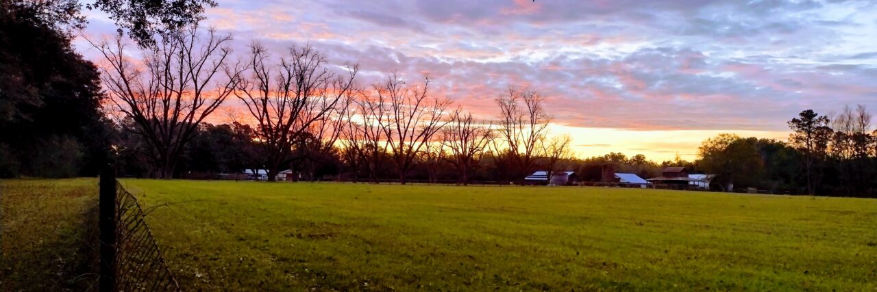 Morining on the farm