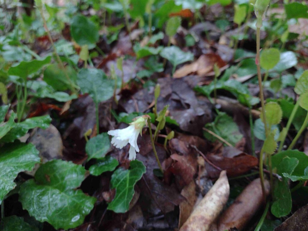 Devils Fork trail hike, the Oconee Bell flower