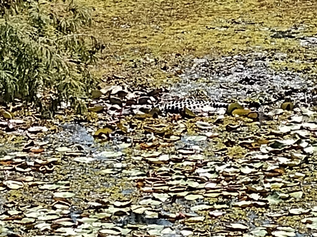 An alligator in the swamp.