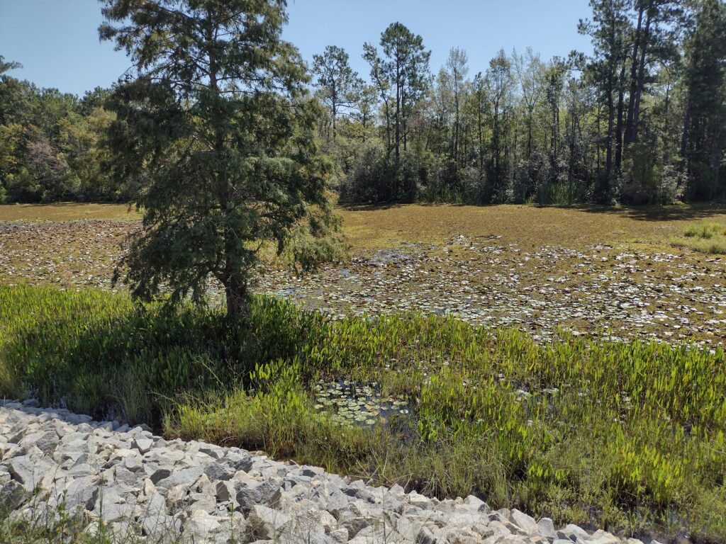 There is an Alligator in this swamp.