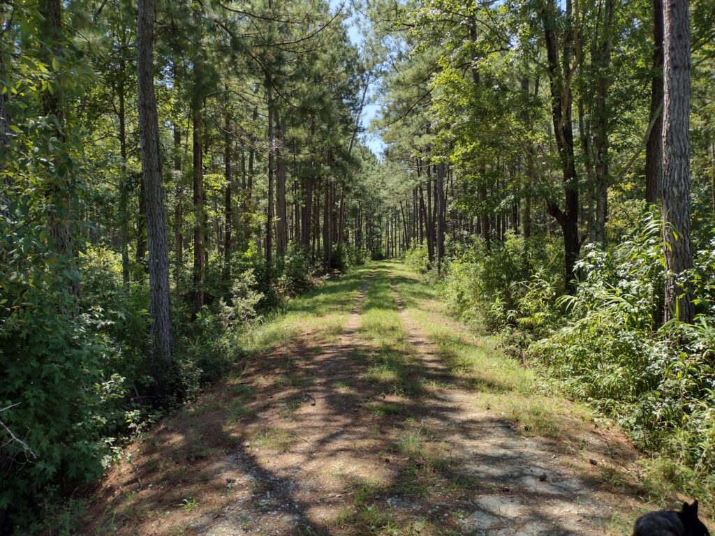 Spur trail to the campsite.