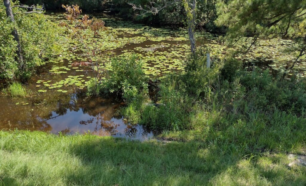 A good place to cool off? Except for the gator in the grass.