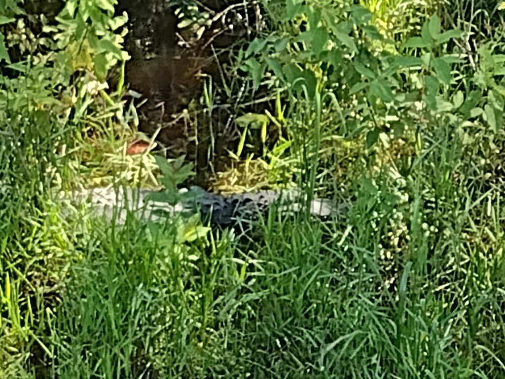 Mr. 'Gator in waiting