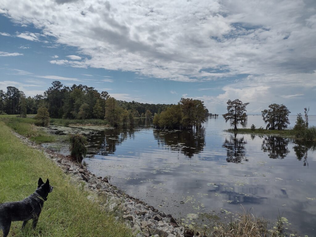 A view of Lake Moultrie from the levee.