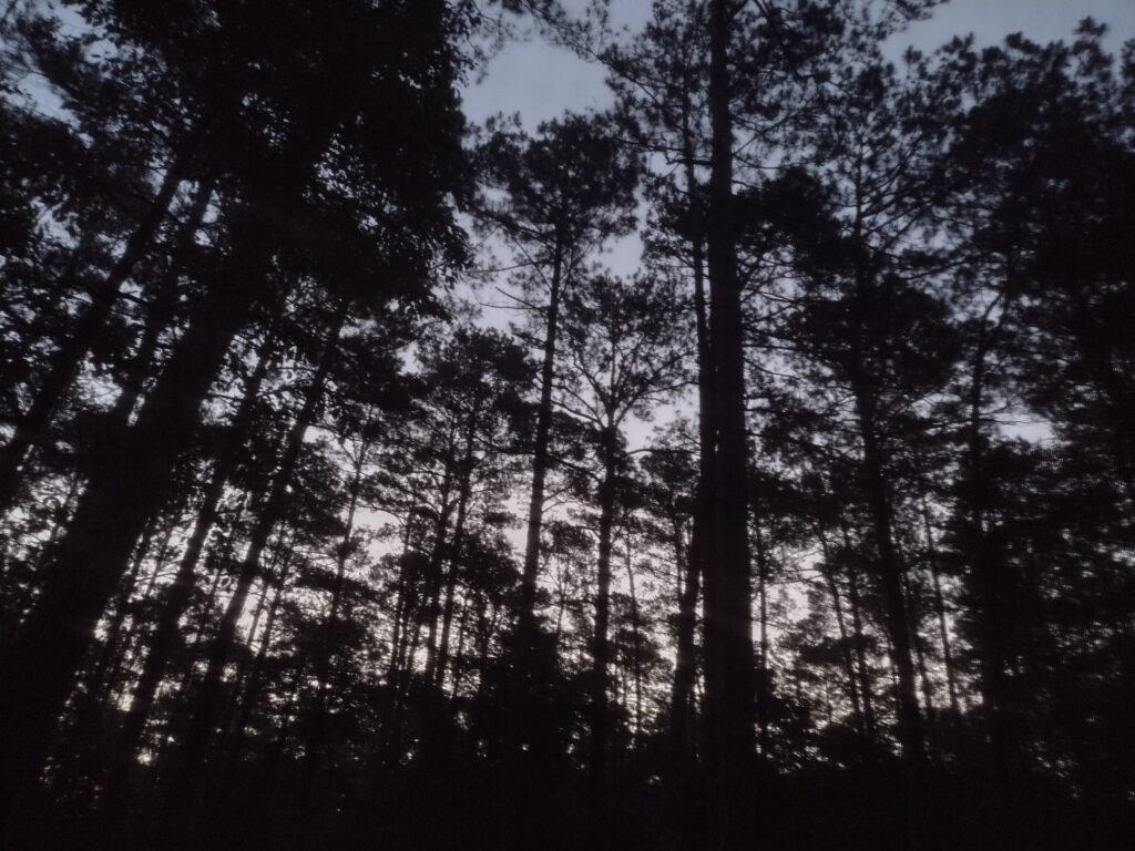 Sunrise through the pines, Sesquicentennial State Park