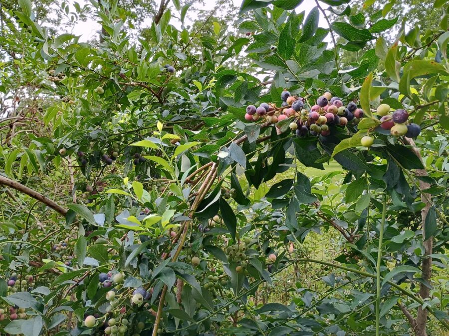 Blueberries
