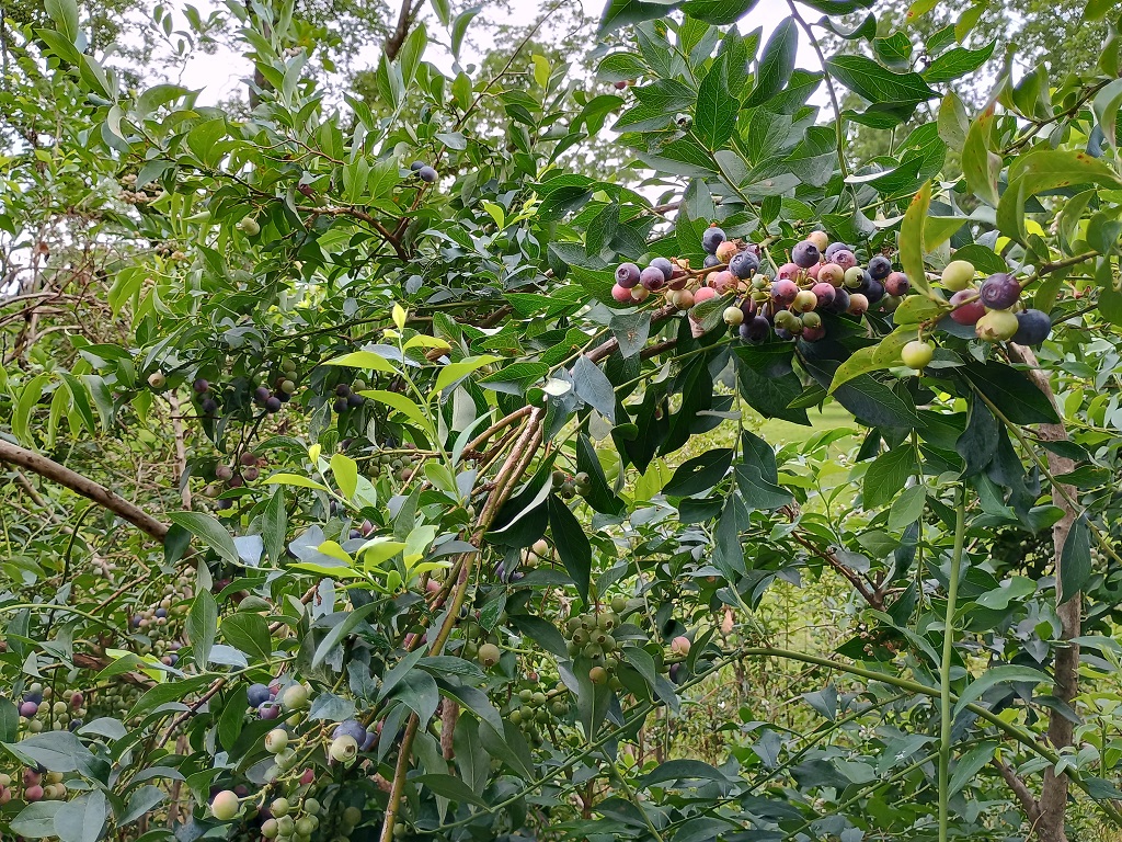 Blueberries