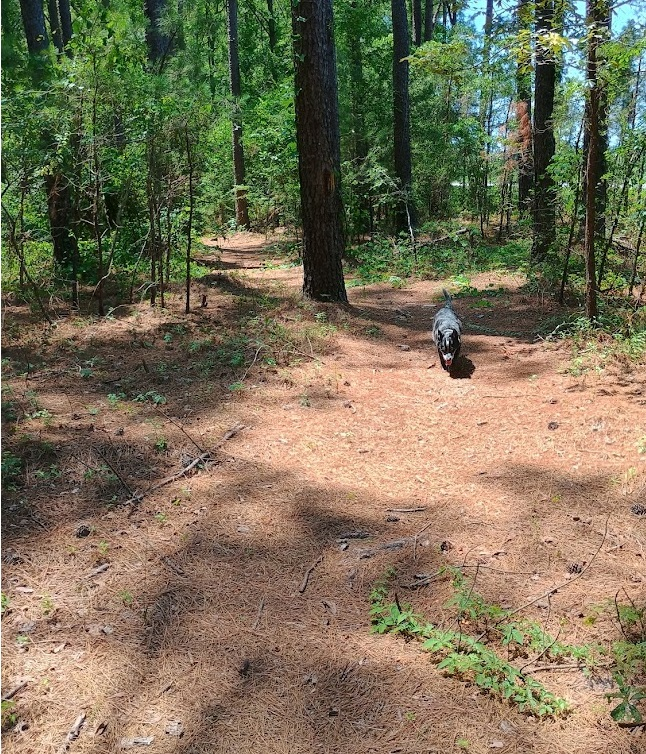 Wateree Trail at 11 miles